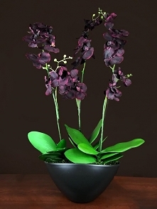 storczyki w kolorze czerwonego wina