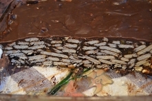 Blok (zdrowsza wersja)