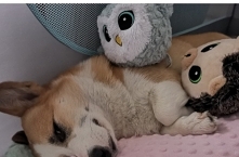 Decydując się na dziecko i psa pamiętaj, że to sytuacja, w której masz w domu stworzenie, które wymaga czułości, uwagi, regularnego jedzenia, spacerów i wybawienia. A oprócz teg...