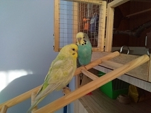 Takie dwa małe gagatki 