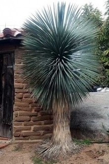 Yucca Rostrata