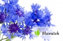 Bławatek - jak wpływa na nasze zdrowie?