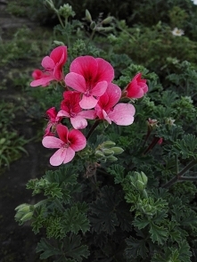Pelargonia angielska 2017 p...