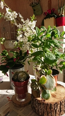Przedwiośnie i kwitniemy sobie. Grudnik w marcu. Mentha spicata niezawodna w kuchni oraz kaktus i czekam by zawiktł pierwszy raz.