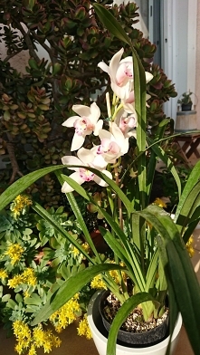 Celebrity balkonowe. Latał bąk taka mucha w futrze i poleciał...