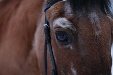 życie konary jest cienszkie