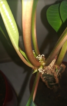 nie tylko się przyjął, ale ...