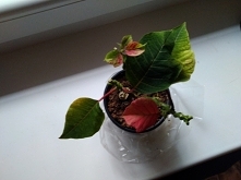 młode listki wybarwia na cz...