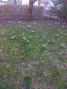 Śnieżyczka przebiśnieg