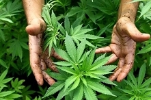 Legalne Kwiaty prowadzą także blog, na którym edukują Klientów i innych ludzi w zakresie działania kwiatów konopi siewnej.