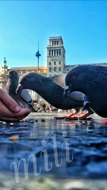 ,, ręce które pomagają są bardziej święte od ust które się modlą''