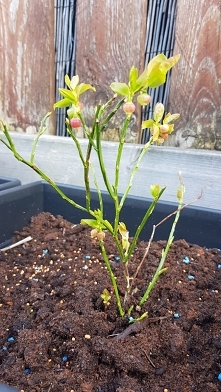 Zawiazaly sie owocki na borowince :)