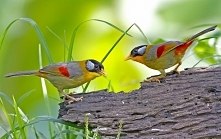 pekińczyk srebrnouchy