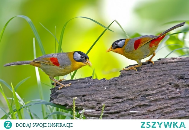 pekińczyk srebrnouchy