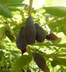 Hodowla jagody kamczackiej w Polsce.