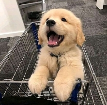 piecho