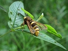 Przeziernik Osowiec, motyl udający szerszenia :)
