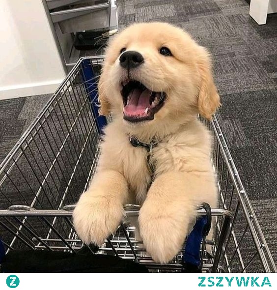 piecho