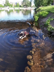 To moje kochane Ma,łowi rybki na kolacje:-)