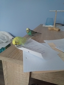 Niedobre, złe notatki. Trzeba je pogryźć i podeptać ^_^