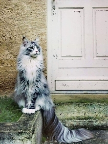 Maine coon.