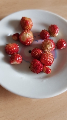 Pierwsze poziomki ;)