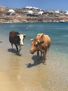 Relax każdemu się należy. Μύκονος.