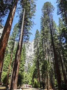 Yosemite National Park - USA