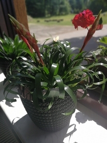 Jak nazywa się ten kwiat?