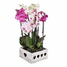 Storczyki w skrzynce