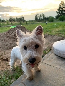 westie ❤️
