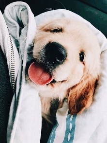 Goldenki zawsze Śliczne ^^