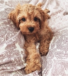 Labradoodle, prze śliczny &...