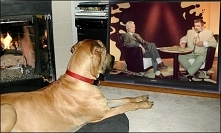 TVP to jest w ogóle osobne zagadnienie. Kiedyś miała jakąś misję, np taką, żeby ludziom z małych miasteczek pokazywać Teatr Telewizji, oswajając ich z teatrem, do którego wcześn...