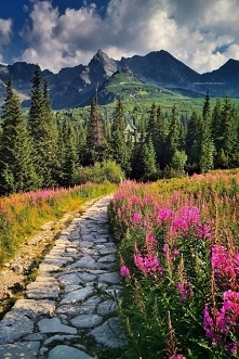 Hala Gąsienicowa, Tatry
