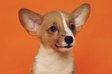 Jak wychować psa? Kliknij w...