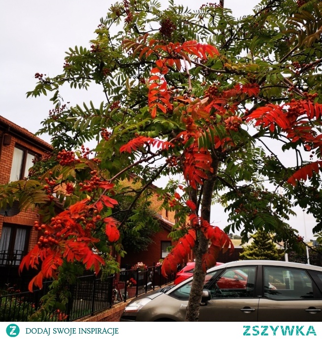 Początki jesieni... :/