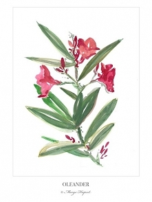 OLEANDER plakat/poster, wydruk cyfrowy