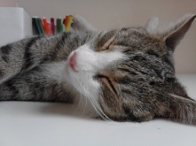 kolejna historia z punktu widzenia kota :) (klik)