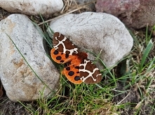 Pani ćma w pełnej krasie