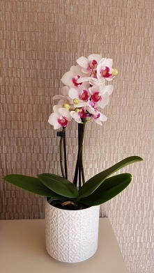 sliczny;) kochany ten maz moj:)