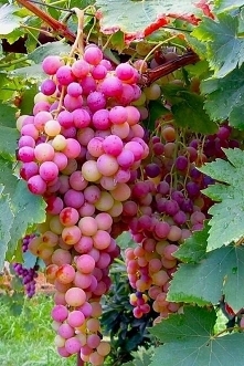 Truskawkowo- malinowe teraz w sezonie a na rynku  najdłużej utrzymujący się gatunek winogron  w sprzedaży bo aż do końca roku. W zimie ciepły powiew lata.