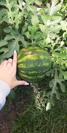 Mój domowy arbuz, najlepsze jest to że nikt go celowo nie zasadził ❤