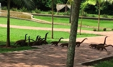 Dinozaury? Nie, ostronosy.