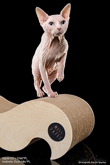 drapak-ledowisko dla kota