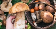 Chodzisz na grzyby? Nie popełniaj tych błędów!