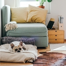 Czy wiesz, że by Twoje mieszkanie było mieszkaniem przyjazne dla zwierząt musisz pamiętać o kilku, ważnych kwestiach? Przeczytaj o czym warto wiedzieć!