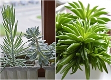 Pomocy czy ktoś wie jak nazywa się kwiat po prawej stronie? :)