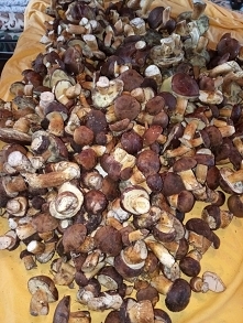 Niedzielne zbiory :) Ponad ...