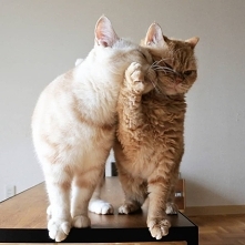 foto: muffin_the_munchkin (instagram)